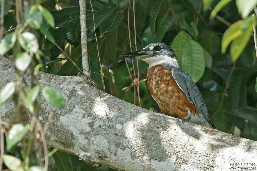 Martin-pêcheur à ventre roux mâle, identification