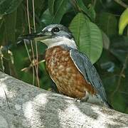 Ringed Kingfisher