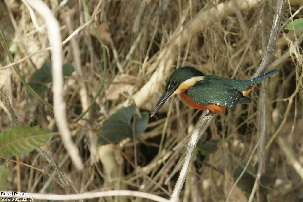 Green-and-rufous Kingfisheradult, Behaviour