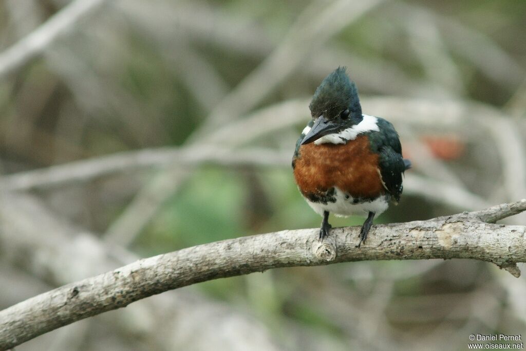 Amazon Kingfisheradult, identification