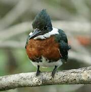 Amazon Kingfisher