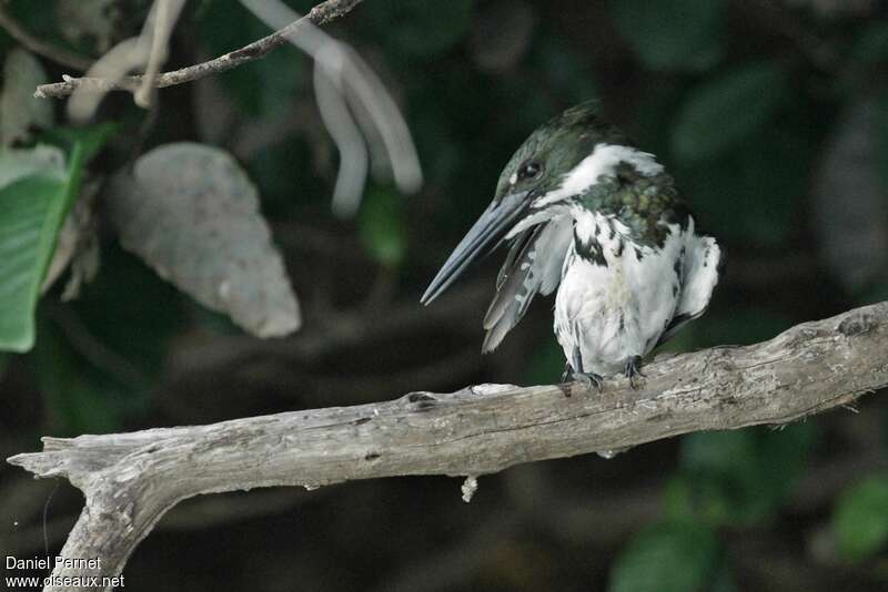 Amazon Kingfisher female adult, habitat, camouflage, pigmentation