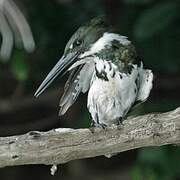 Amazon Kingfisher