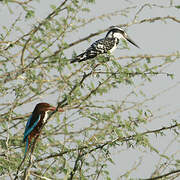 Pied Kingfisher