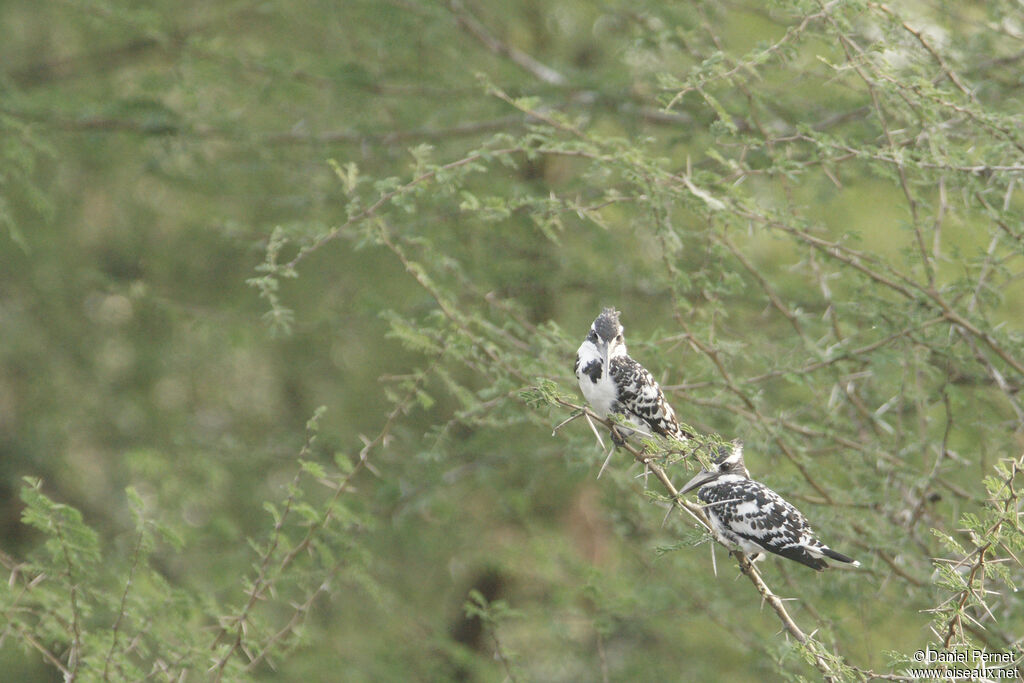 Pied Kingfisheradult, identification