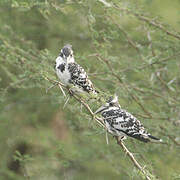 Pied Kingfisher