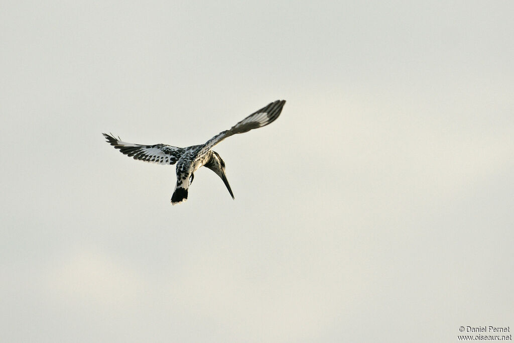 Martin-pêcheur pieadulte, identification, Vol, pêche/chasse