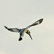 Pied Kingfisher