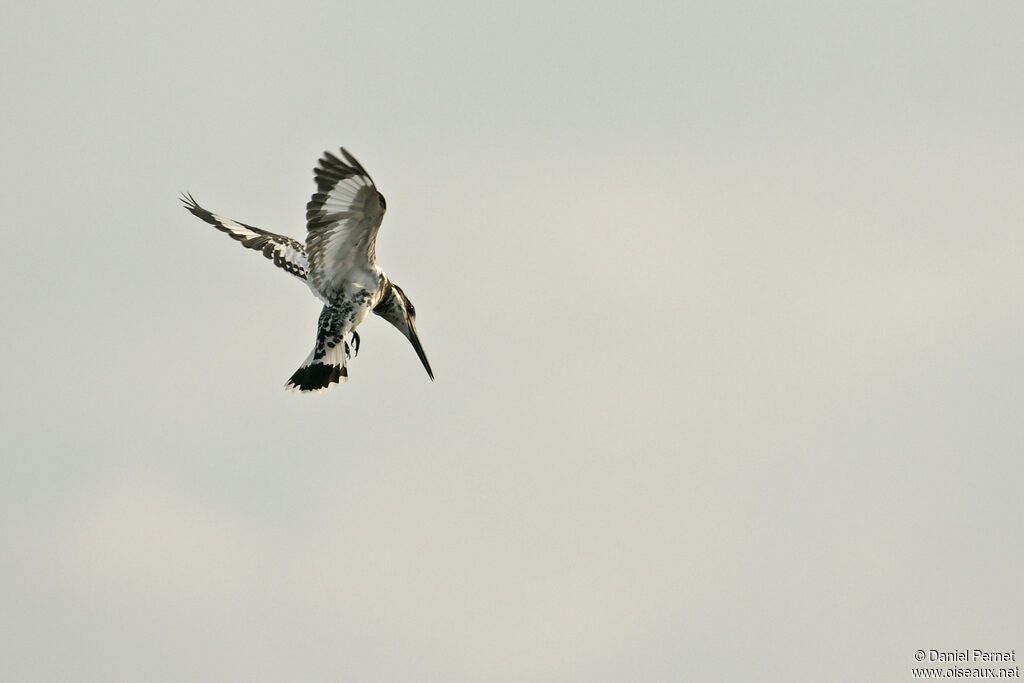 Martin-pêcheur pieadulte, identification, Vol, pêche/chasse