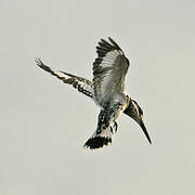 Pied Kingfisher