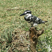 Pied Kingfisher