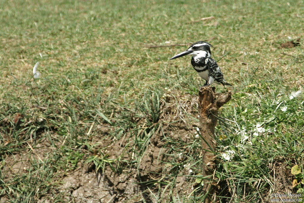 Pied Kingfisheradult, habitat