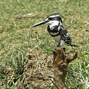 Pied Kingfisher