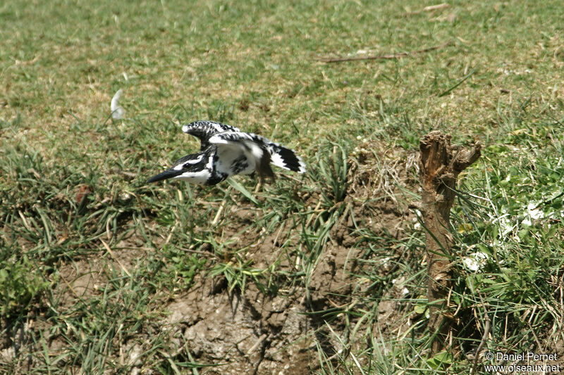Pied Kingfisher, Flight
