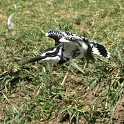 Pied Kingfisher