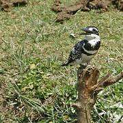 Pied Kingfisher