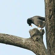 Jungle Myna