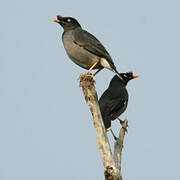 Jungle Myna