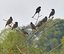 Common Myna