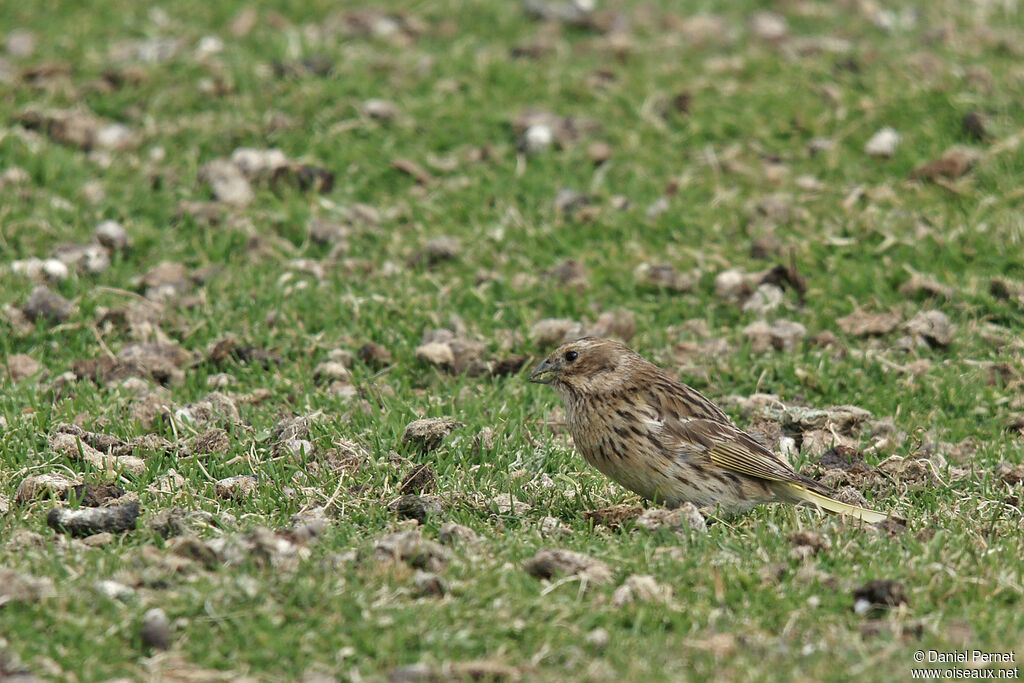 White-bridled Finchadult, walking