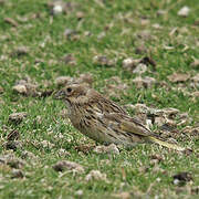 White-bridled Finch