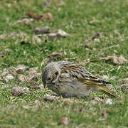 White-bridled Finch