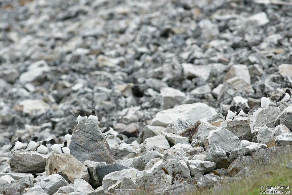 Mergule nainadulte, habitat, r. coloniale