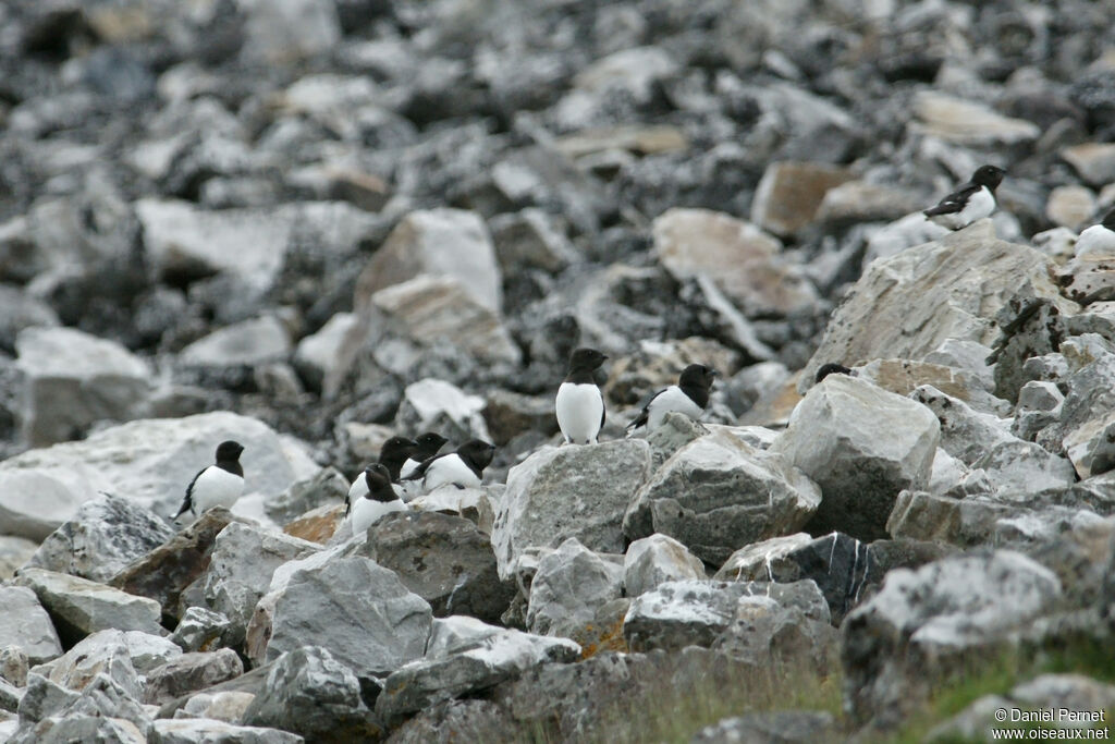 Mergule nainadulte, habitat, r. coloniale