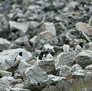 Little Auk