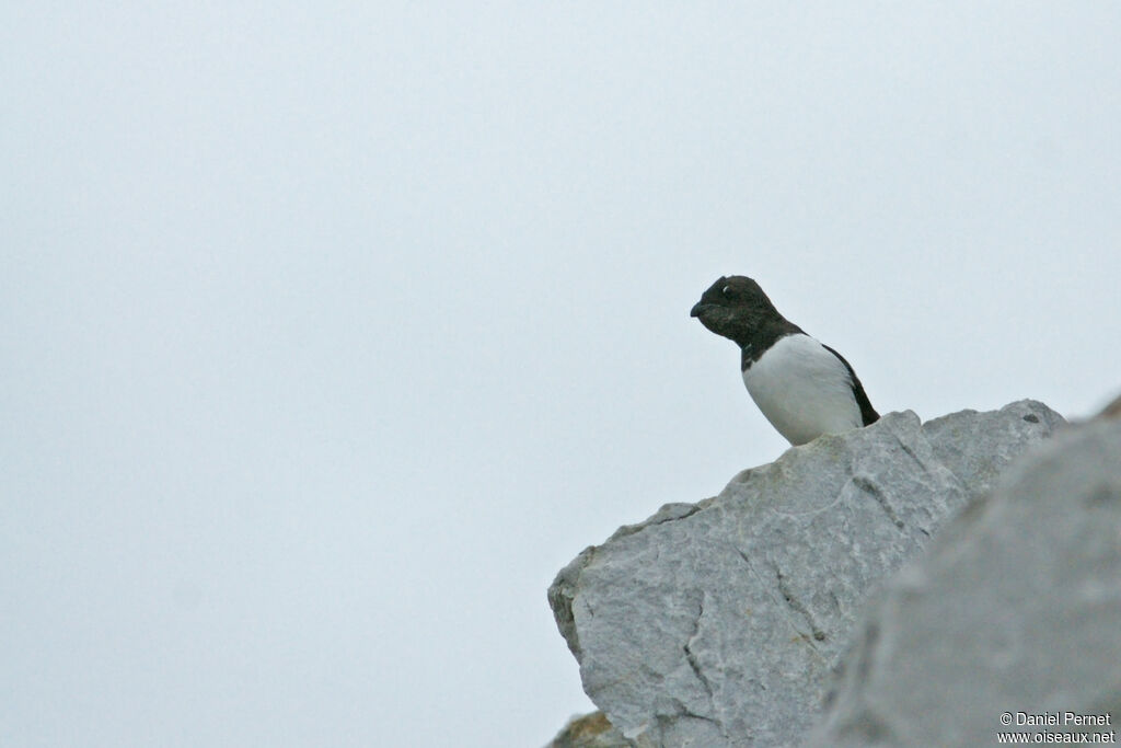 Little Aukadult, habitat, colonial reprod.