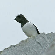 Little Auk