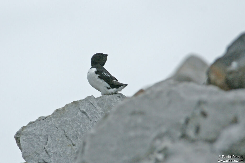 Little Aukadult, habitat, colonial reprod.