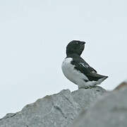 Little Auk