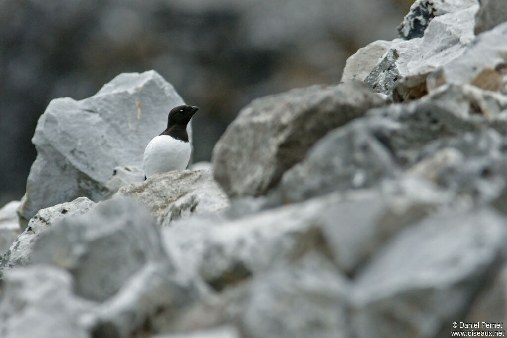 Little Aukadult, habitat, colonial reprod.