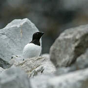 Little Auk