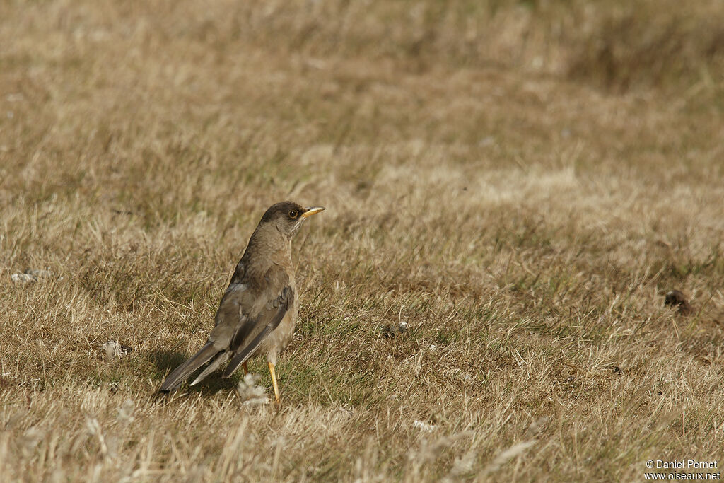 Merle australadulte