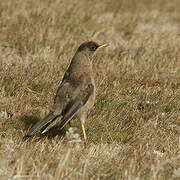 Austral Thrush