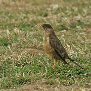 Austral Thrush