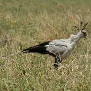 Secretarybird