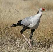 Secretarybird