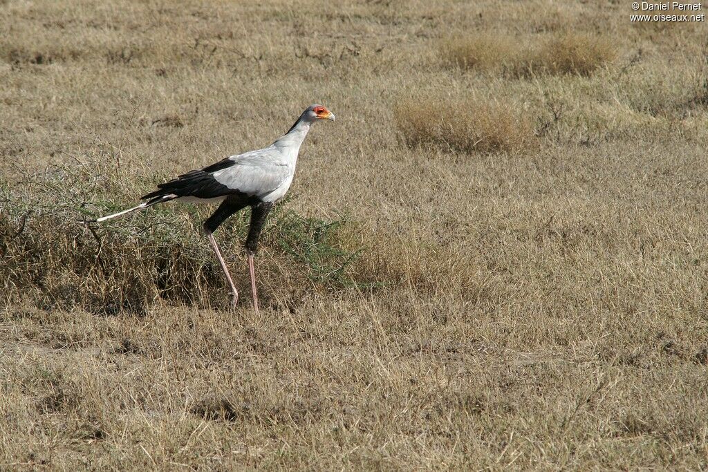 Secretarybirdadult, identification