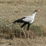 Secretarybird