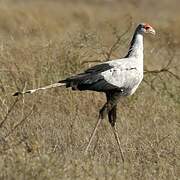 Secretarybird