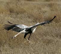 Secretarybird