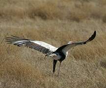 Secretarybird