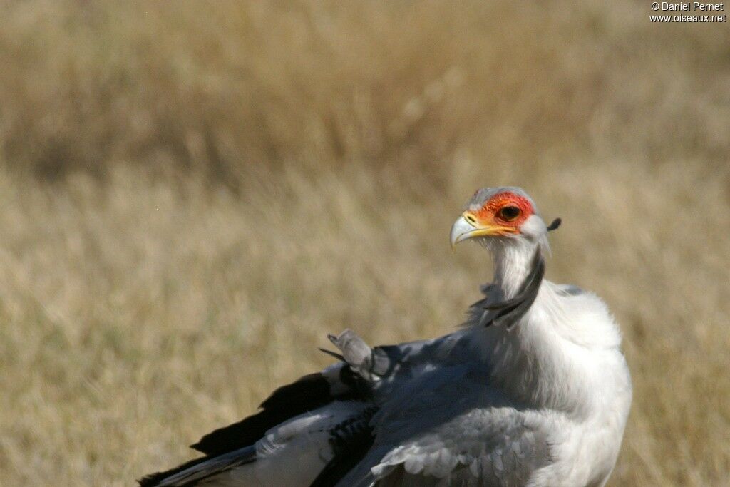 Secretarybirdadult, identification