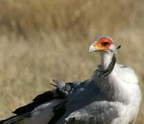 Secretarybird