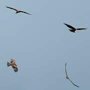 Black Kite