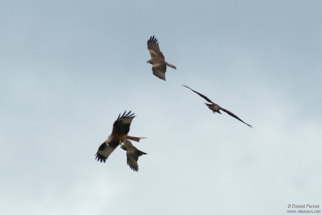 Black Kiteadult, Behaviour