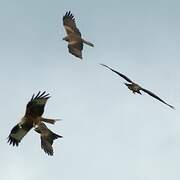 Black Kite